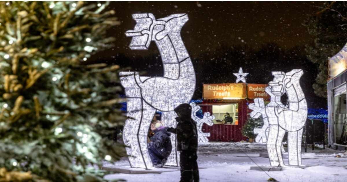 Park reindeer display: White glowing reindeer sculptures in a snowy park.